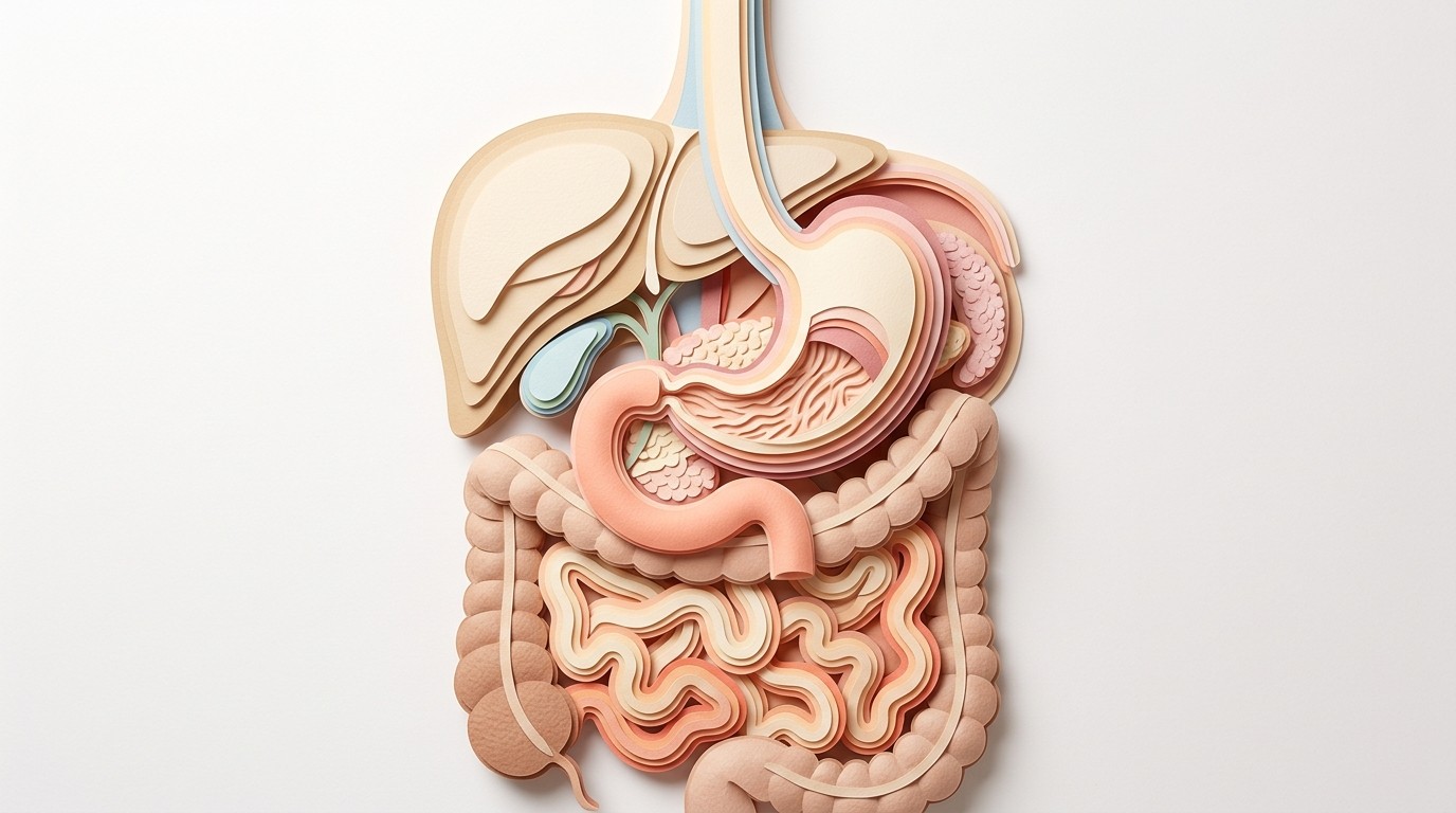 명치 통증·윗배 통증 통합의학 가이드 — 상복부통증증후군의 현대의학·한의학 통합 이해 일러스트